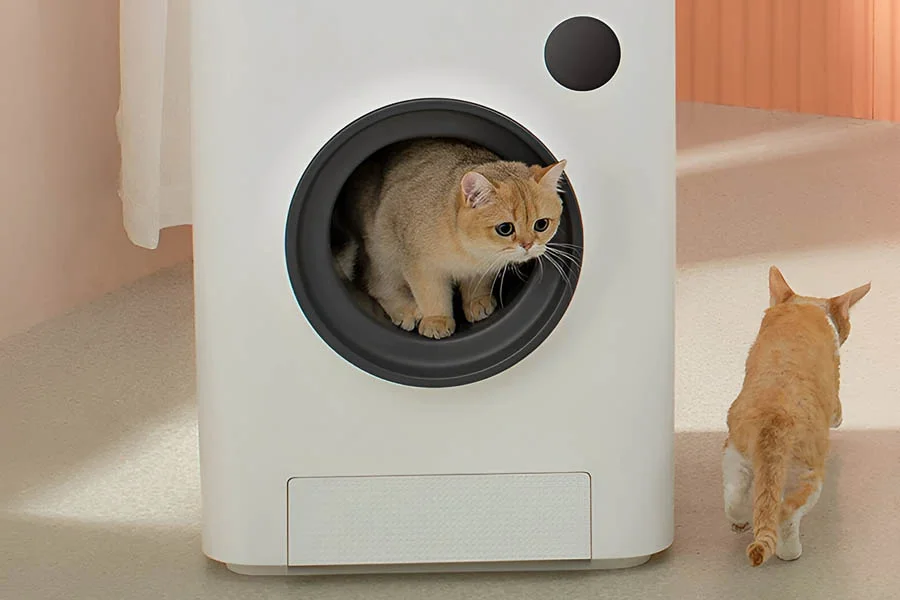 the litter box